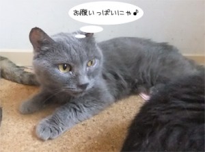 DSCF1232s お腹いっぱいにゃ♪