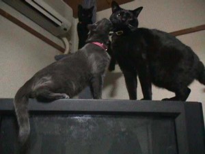 mojmbs2 在りし日の桃太郎と、モモに甘えるジャスミン