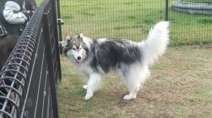 ハスキーとアラスカンマラミュートの雑種